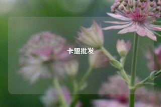 卡盟批发