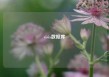 visia数据库